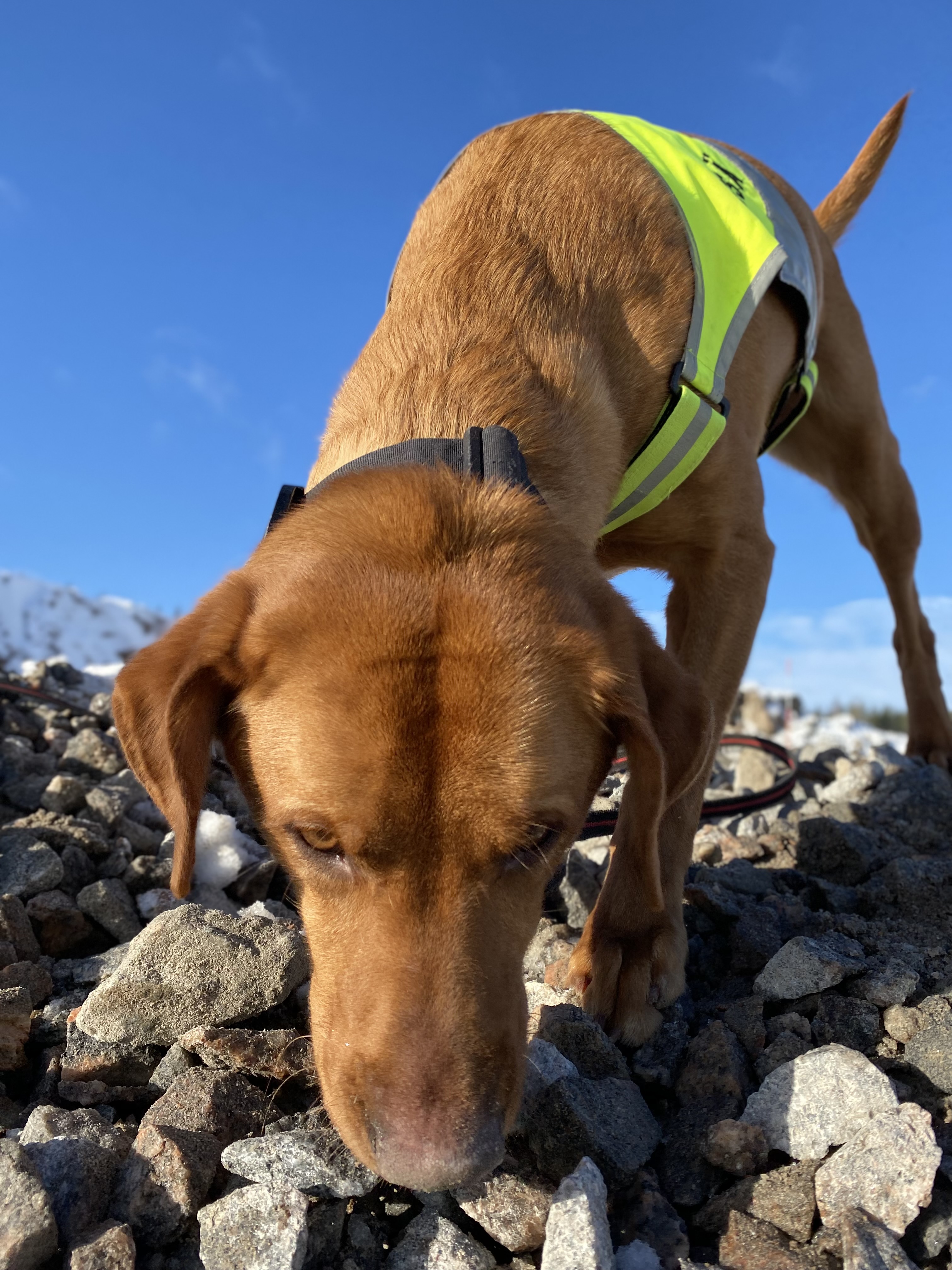 Erikoiskoirat Swerock