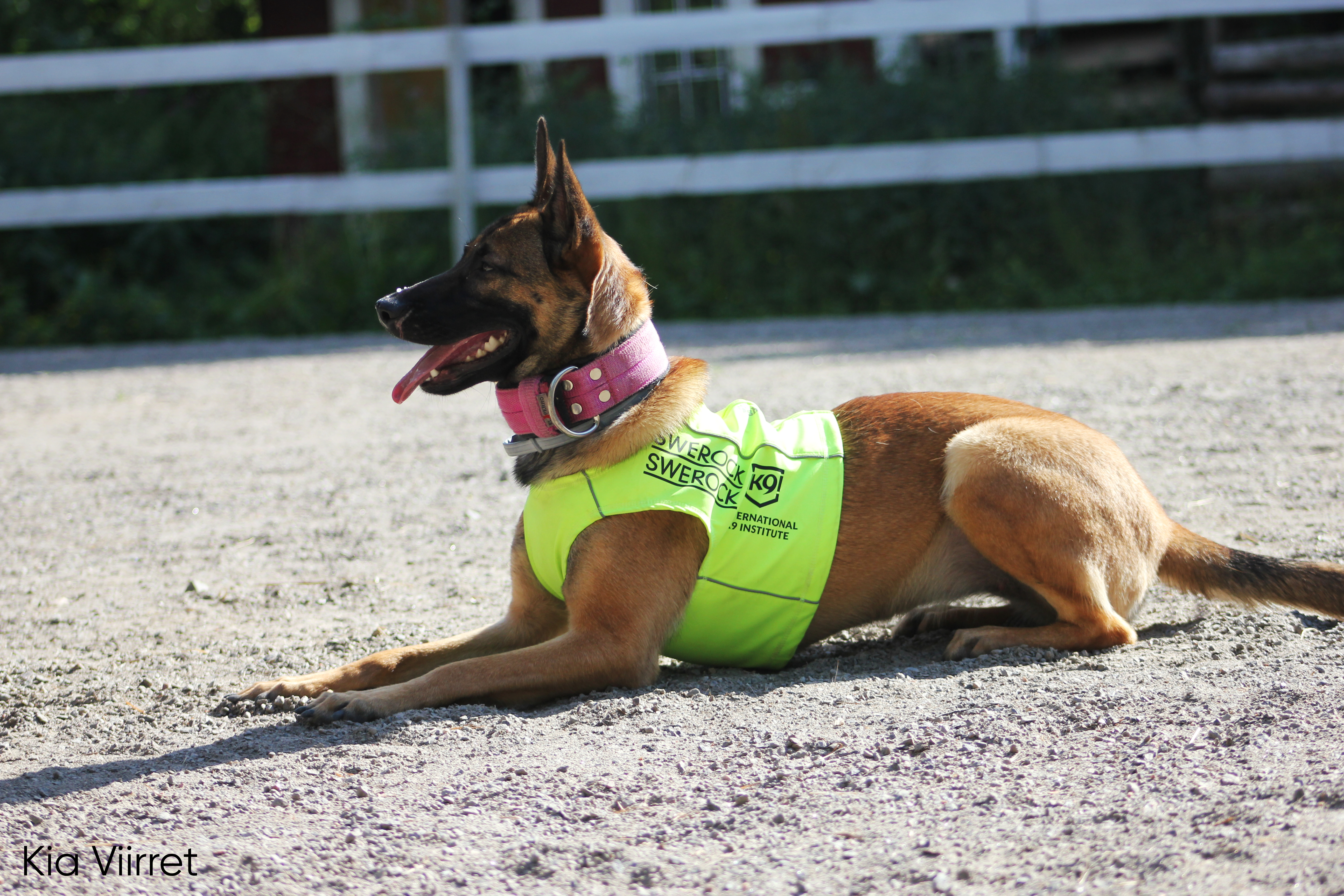 Swerock etsintäkoirat Kia Viirret